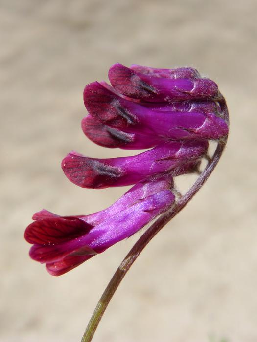Wild Flower Purple Closeup picture