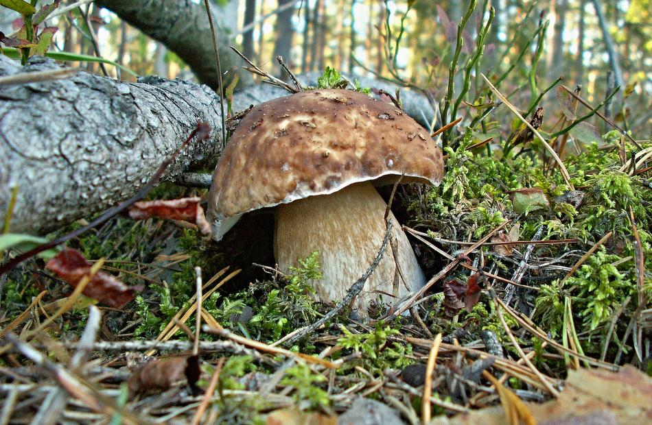 Nature Mushrooms macro blur