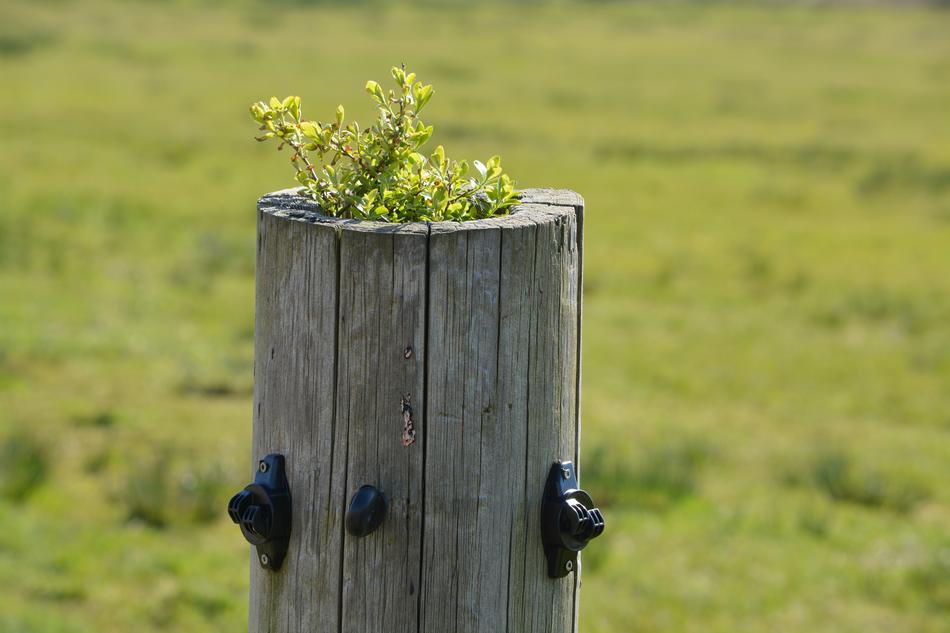 Grass Wood Nature