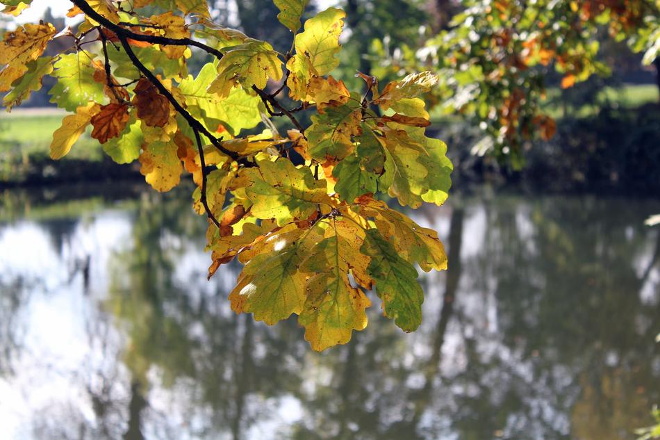 Autumn Leaves Park Water