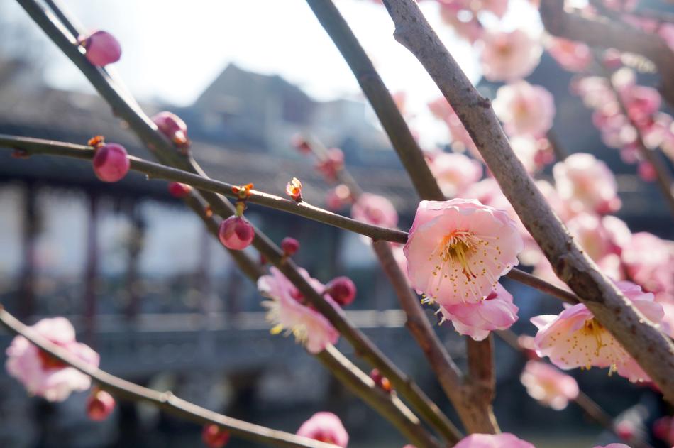 Flowers Plum macro blur nature