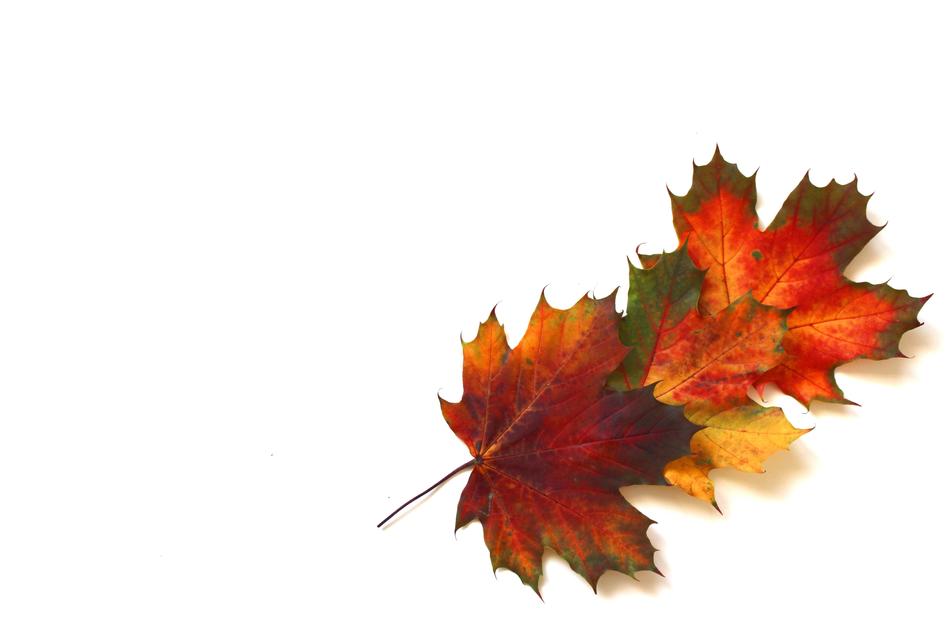 Leaves Autumn Fall Foliage
