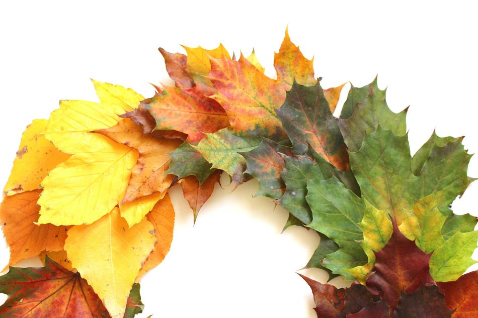 Leaves Autumn Fall Foliage