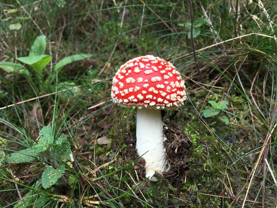 Mushroom Forest Toxic