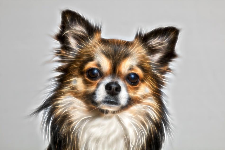 little fluffy dog look