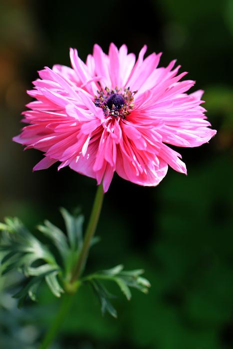 Flower Garden