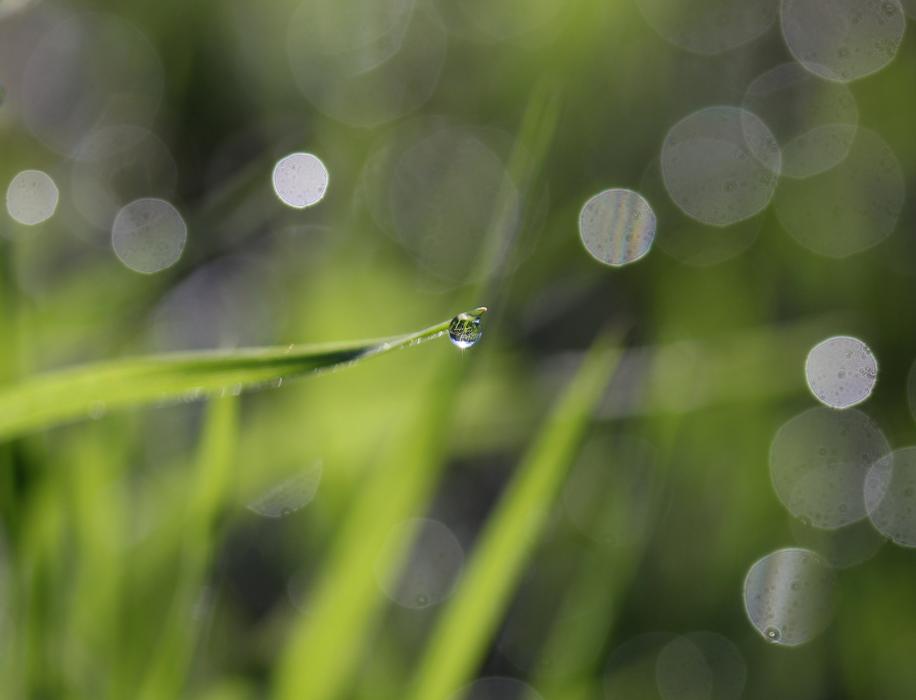 Grass Dew Green