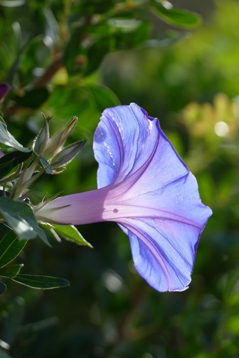 Ide Flower Plant