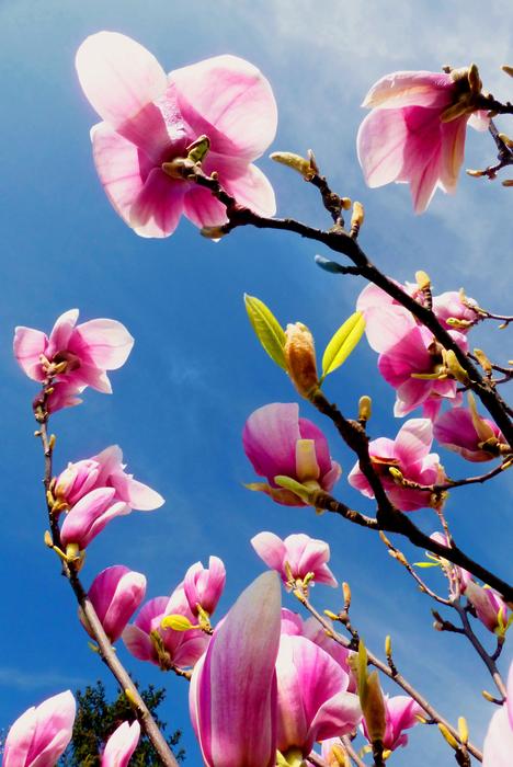 Plant Magnolia Nature