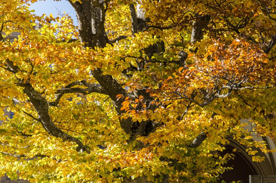 Autumn Colours Leaves