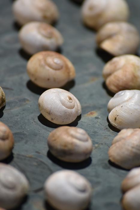 snail shells on the table