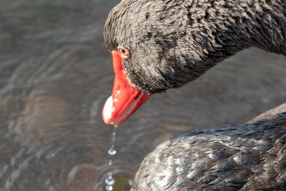 Swan Black Nature