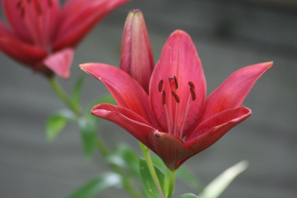 Day Lily Flower