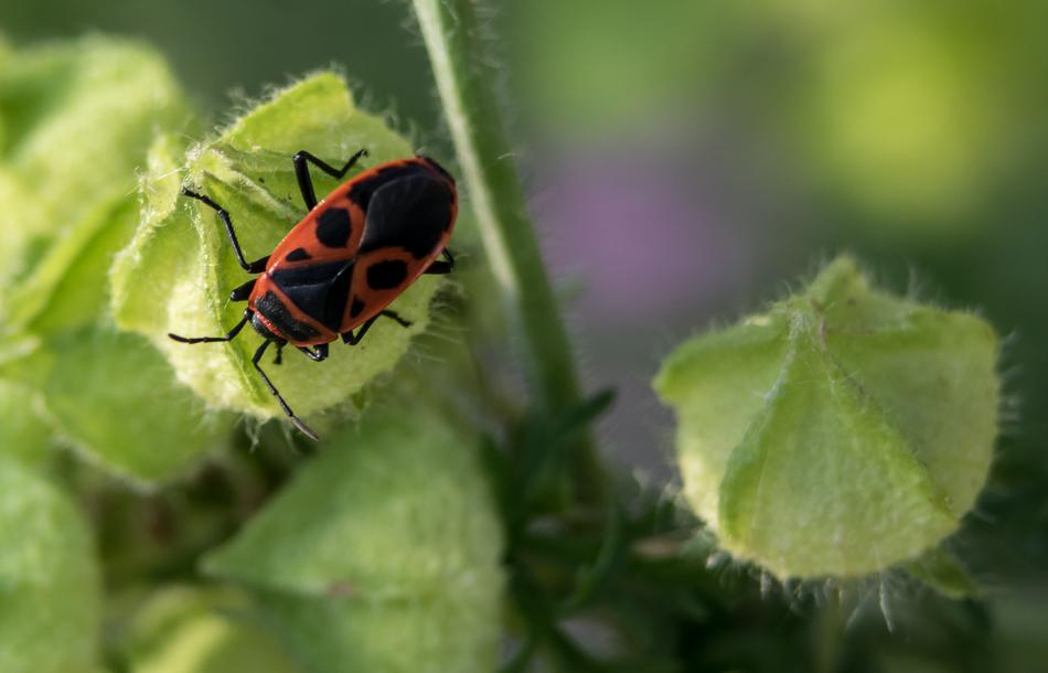 Bug Nature Close