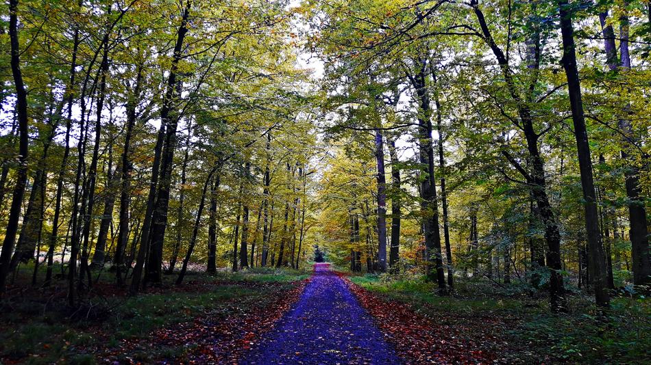 Nature Autumn Foliage
