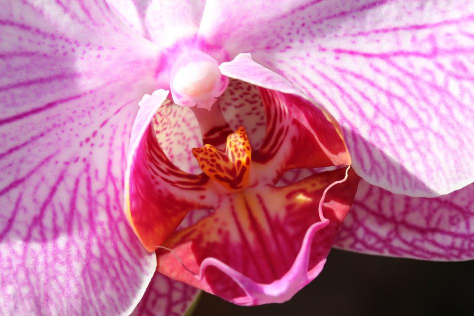 Plant Flower Nature