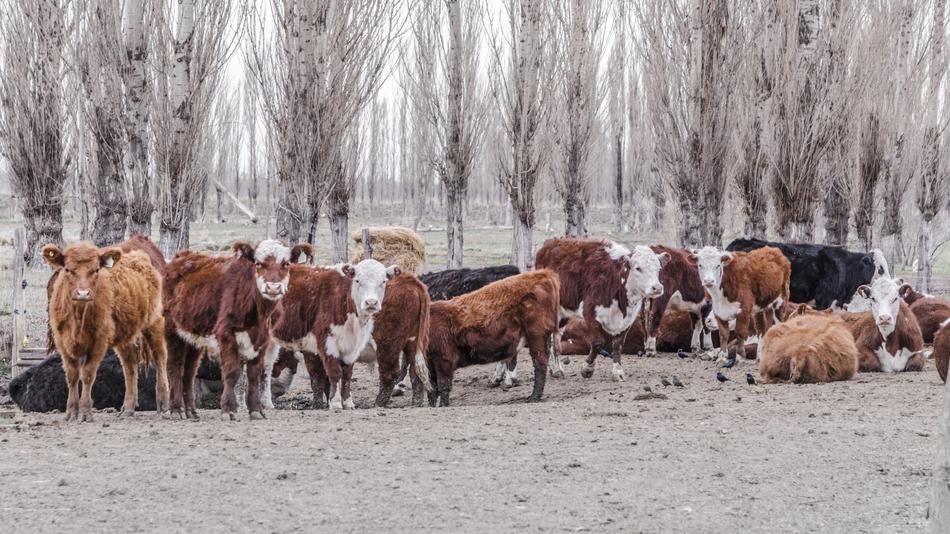 Cows Animals Livestock view