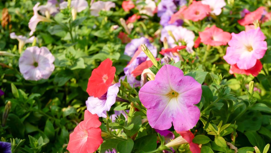 Flowers Fresh Nature