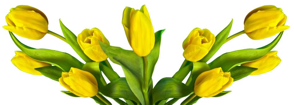 Tulip Easter Nature