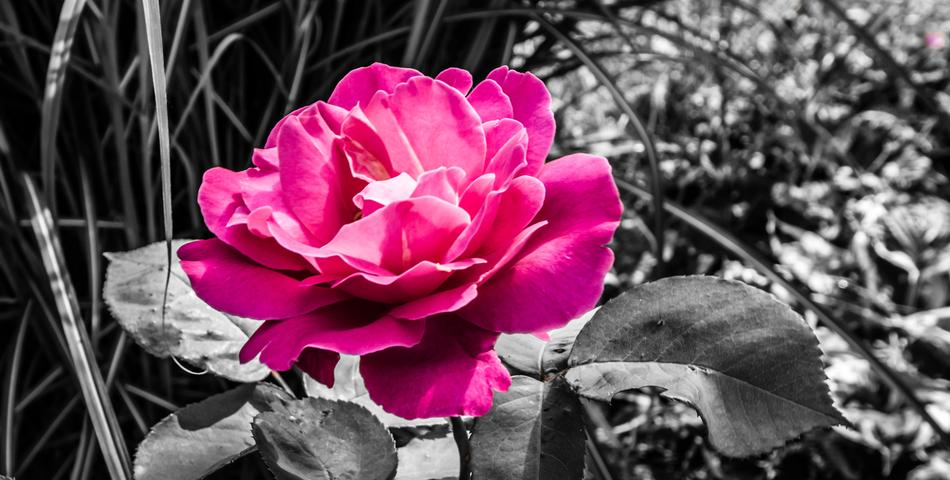 Nature Flower Plant