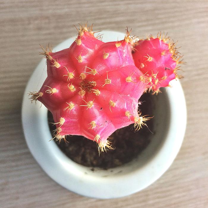 Cactus Hibotan Mooncactus