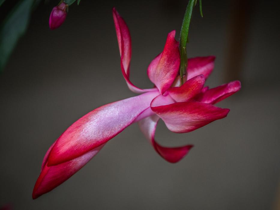 Flower Cactus Flowering