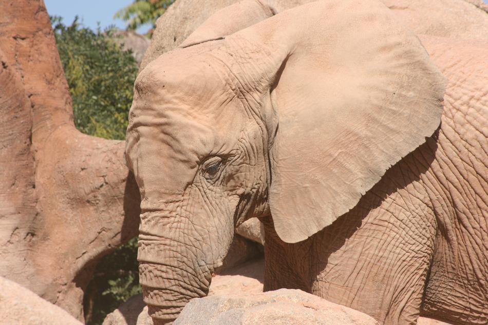 Elephant Zoo Valencia
