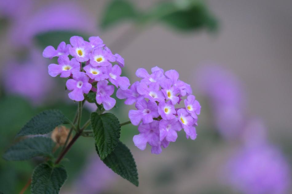 Flower Nature Plant
