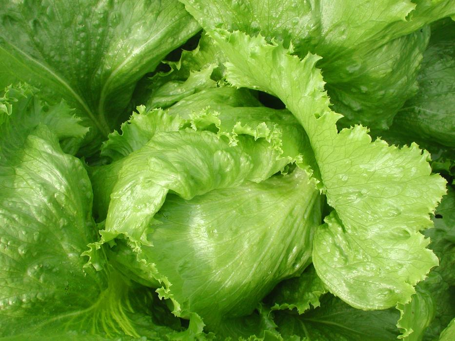fresh leaves of the plant