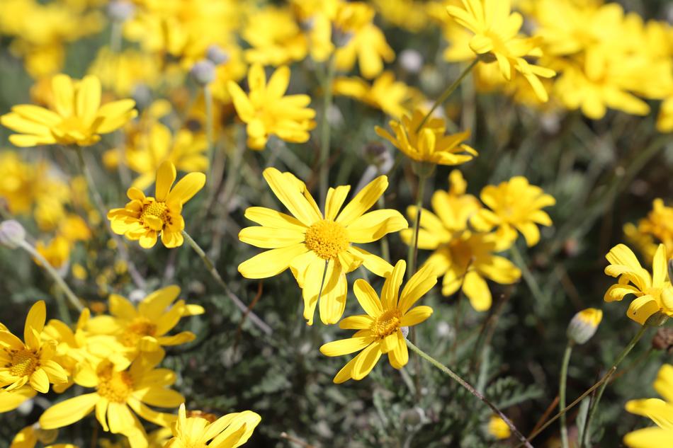 Nature Flower Plant