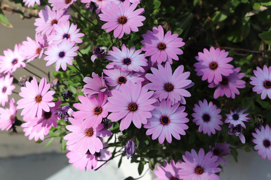 Flower Plant Nature