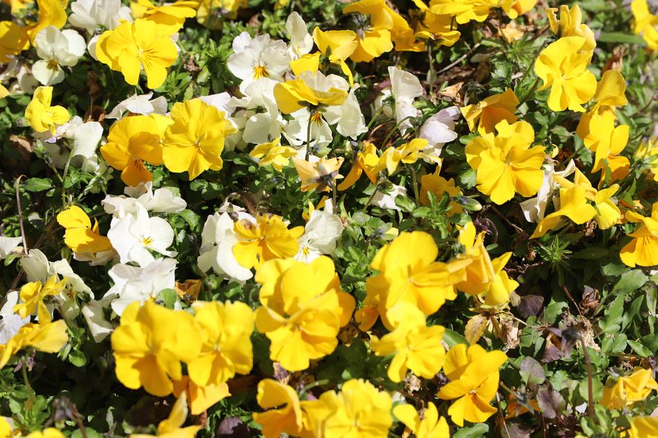 Flower Plant Garden