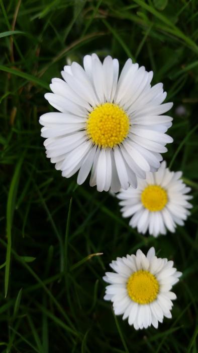 Nature Flora Flower