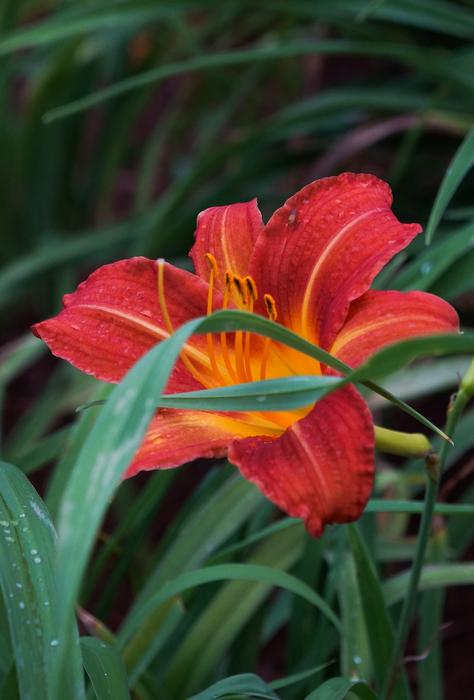Flower Floc Nature
