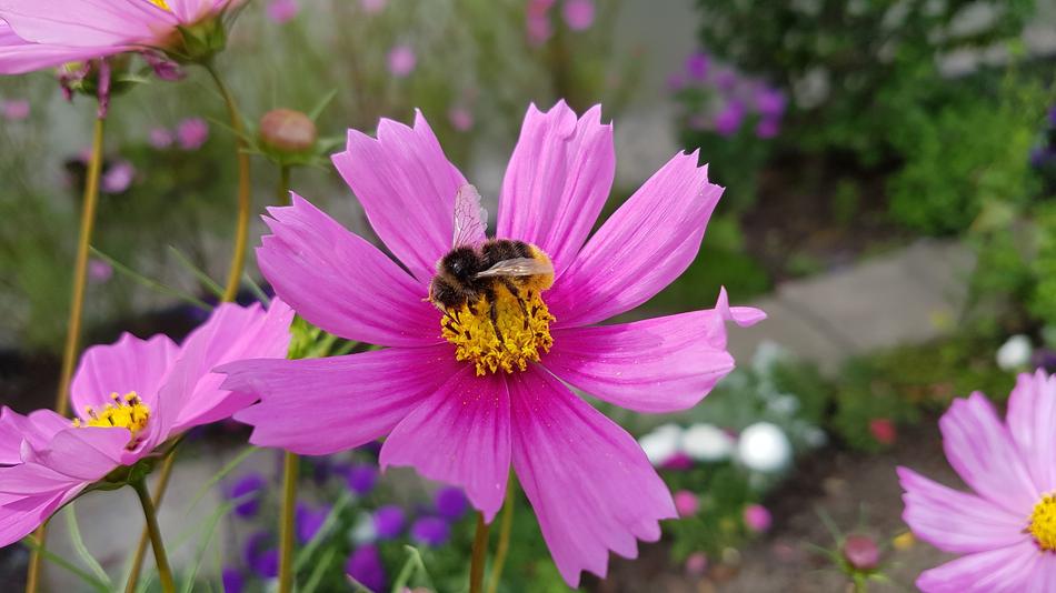 Nature Flower Summer