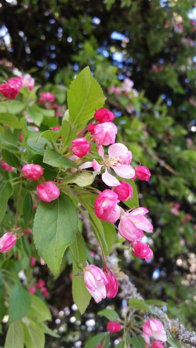 Nature Leaf Flora