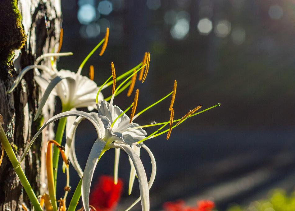 Beautiful Light Flowers
