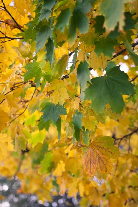 Autumn Fall Nature
