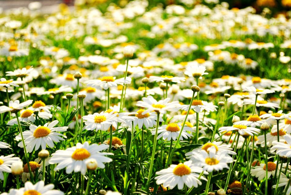 Nature Flora Flower