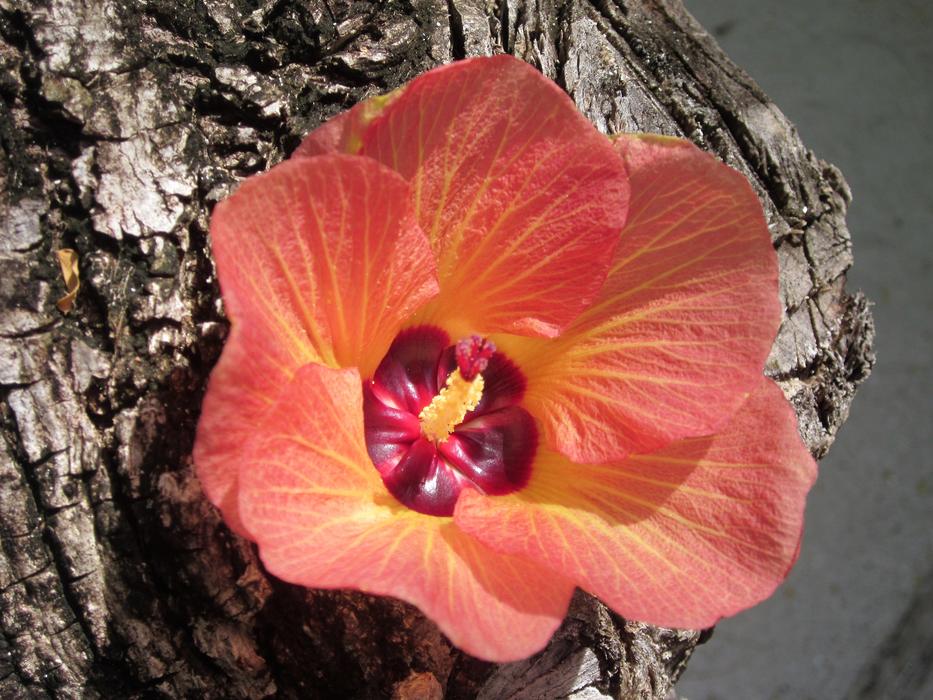 Flower Nature Plant