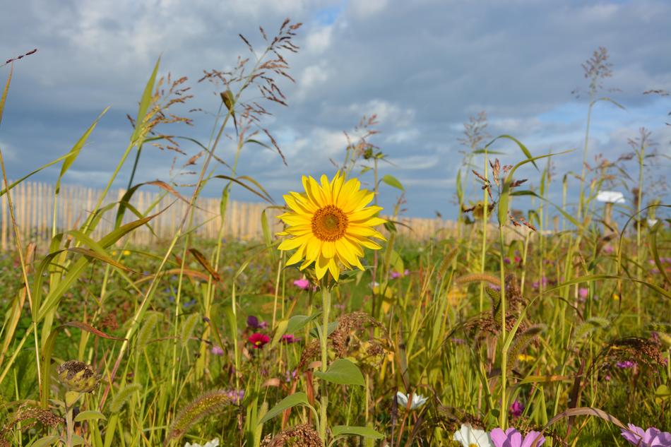 Yellow Flower Sunflower