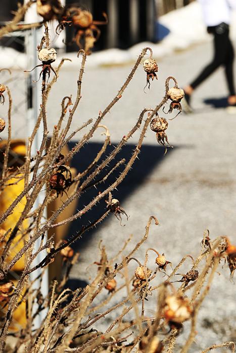 Nature Outdoors Rose Hip
