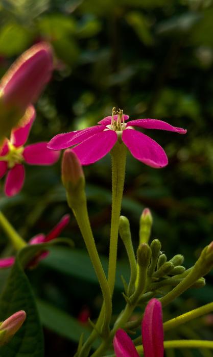 Nature Flower Flora
