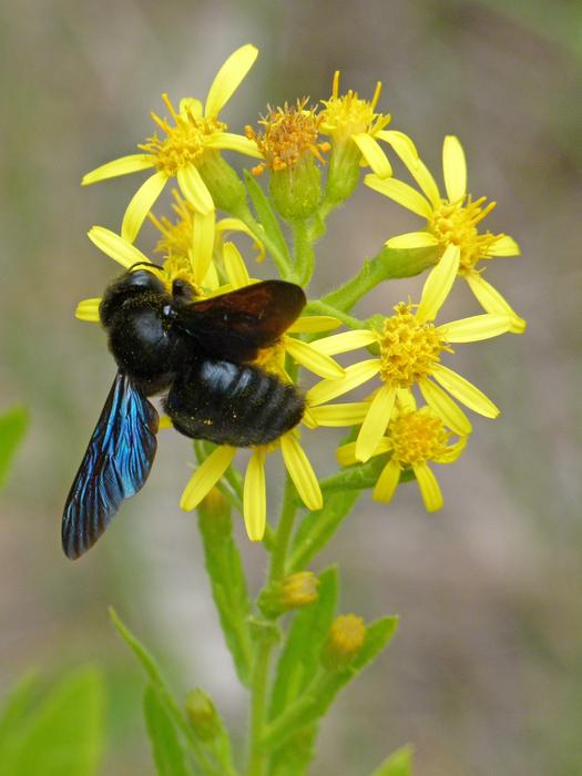 Drone Black Libar Xylocopa violacea