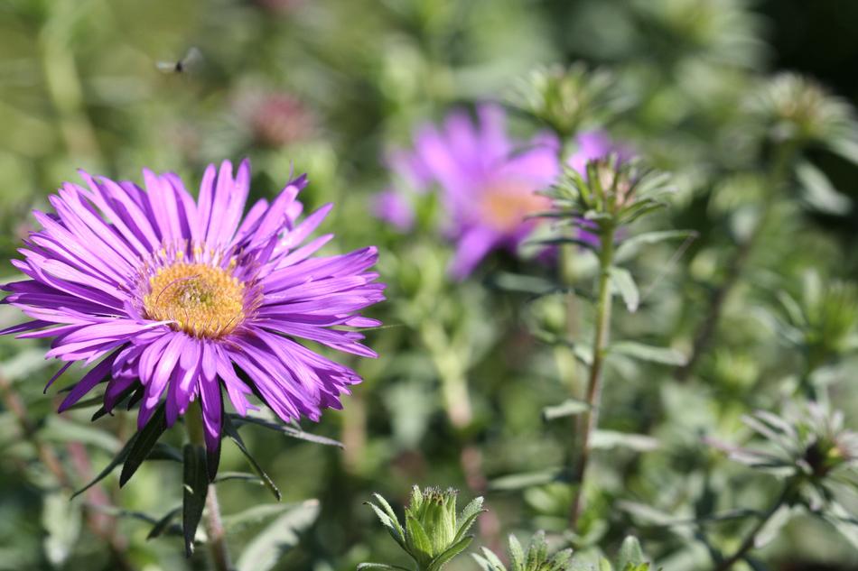 Bee Flower