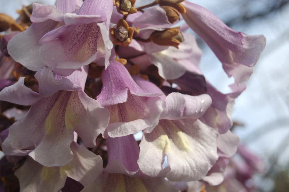 Flower Nature Bloom