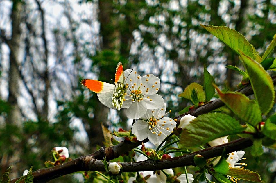 Butterfly Flower Blooming