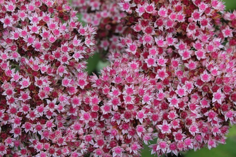 Plant Sedum Stonecrop