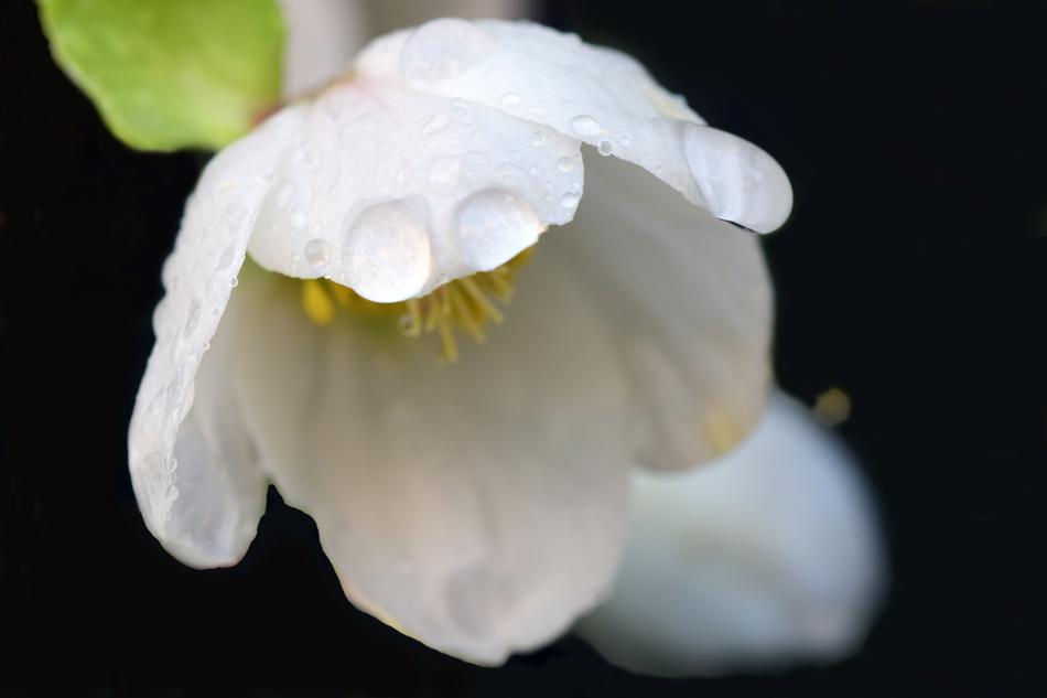 Christmas Rose Winter