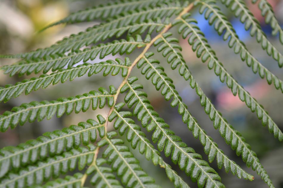 Nature Leaf Plant macro blur